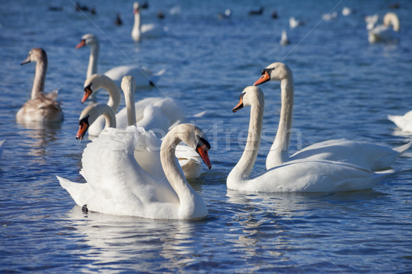 White swans floating on the water Stock photo © All32