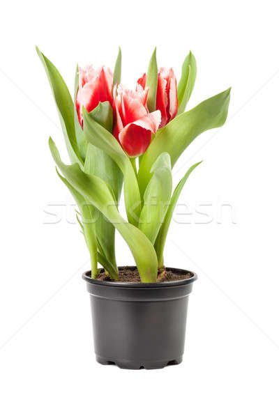 Tulips in a pot  Stock photo © All32