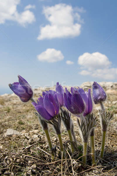 Pulsatilla patens. Stock photo © All32