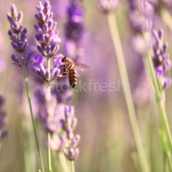 Sprigs of lavender and bee Stock photo © All32