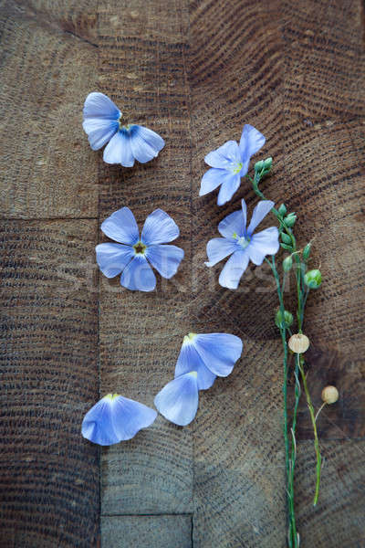 Blue flowers of flax  Stock photo © All32