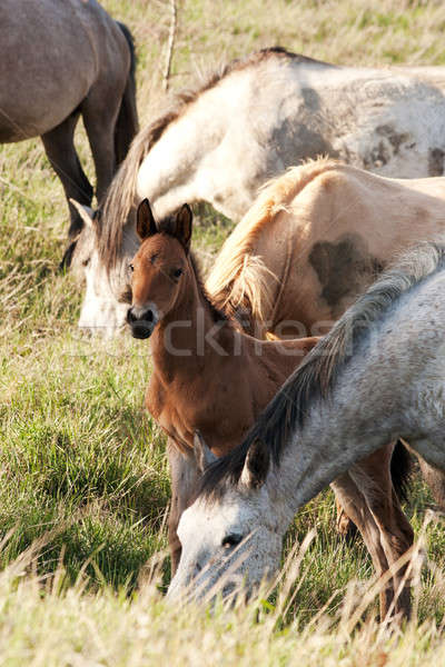 馬 好奇心の強い 子馬 家族 自然 ストックフォト © All32