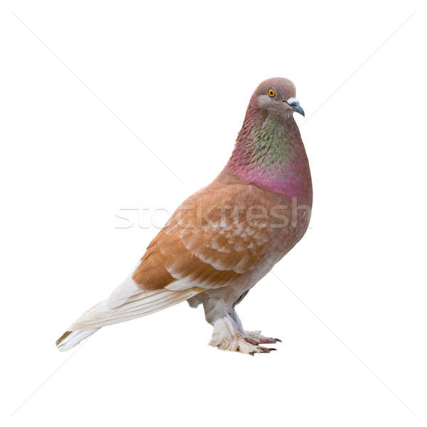 Brown dove  Stock photo © All32