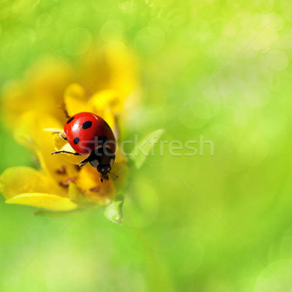 Beautiful ladybird on a flower Stock photo © All32