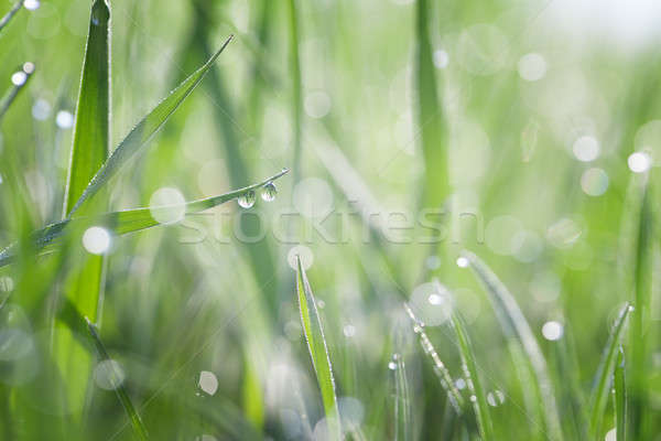 Iarbă acoperit roua iarba verde primăvară frunze Imagine de stoc © All32