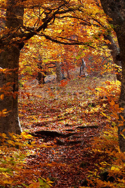 ősz erdő út piros levelek fák Stock fotó © All32