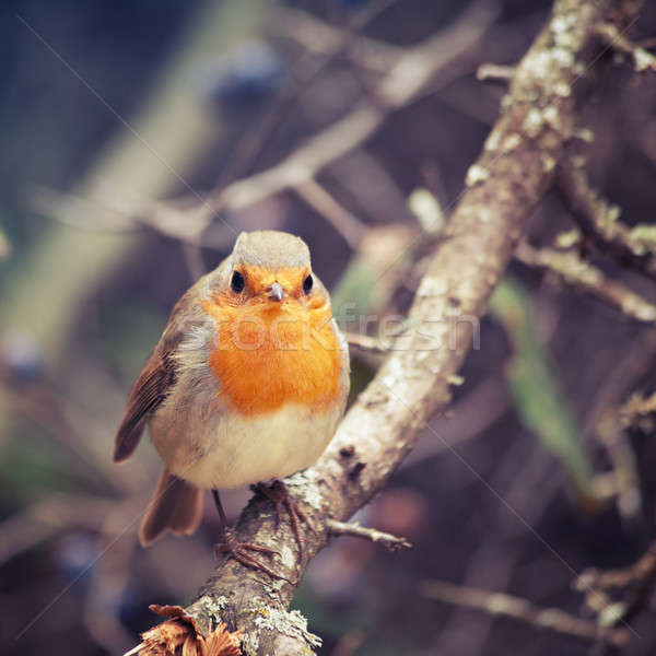Zdjęcia stock: Ptaków · europejski · piękna · drewna · charakter · pomarańczowy