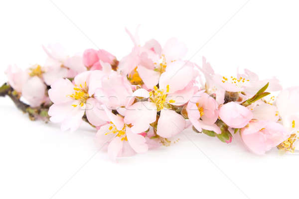 Zdjęcia stock: Oddziału · kwitnienia · odizolowany · biały · kwiaty