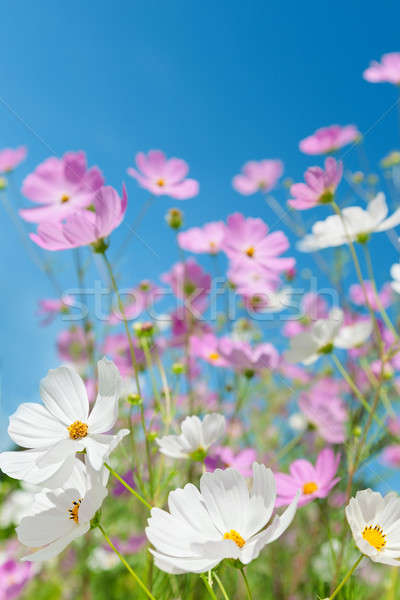 Beautiful flowers cosmos Stock photo © All32