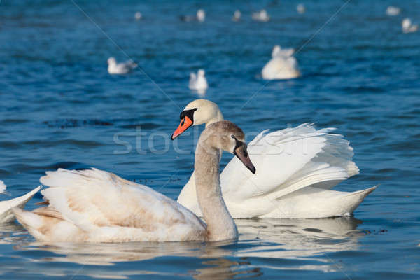 [[stock_photo]]: Belle · blanche · eau · mer · beauté