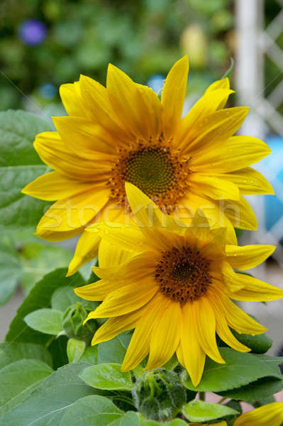 Piękna słoneczniki kroplami wody pozostawia tle słonecznika Zdjęcia stock © All32