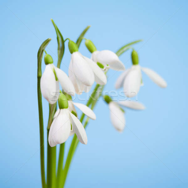 Mooie voorjaar gras natuur Blauw kleur Stockfoto © All32