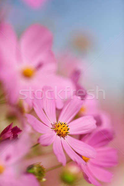 Beautiful flowers cosmos  Stock photo © All32