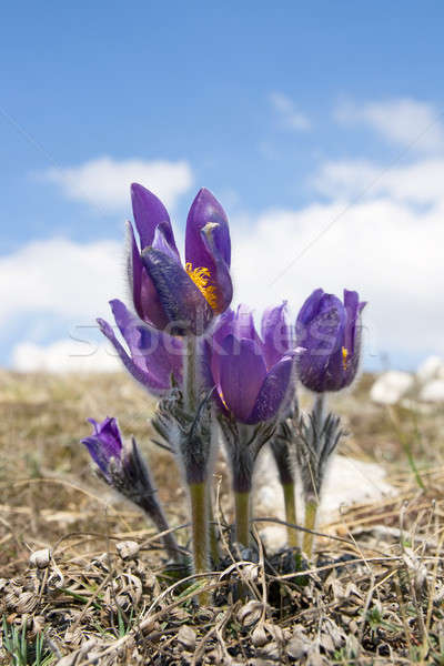 Flowers Pulsatilla patens  Stock photo © All32