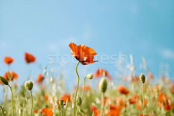 [[stock_photo]]: Belle · fleurs · rouge · pavot · floue · printemps