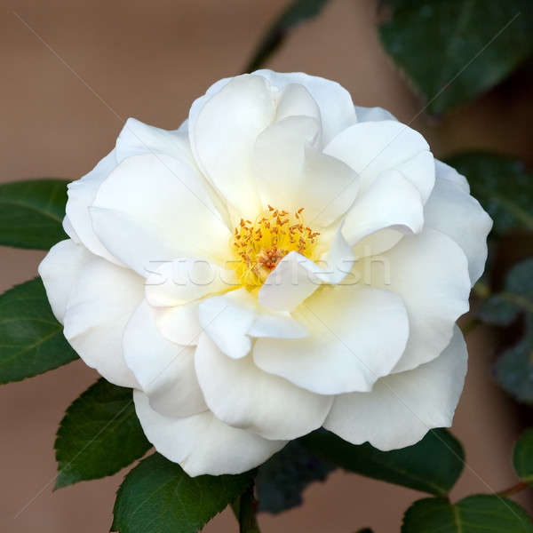 White rose Stock photo © All32