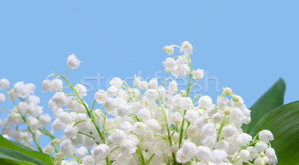 Flower lily of the valley Stock photo © All32