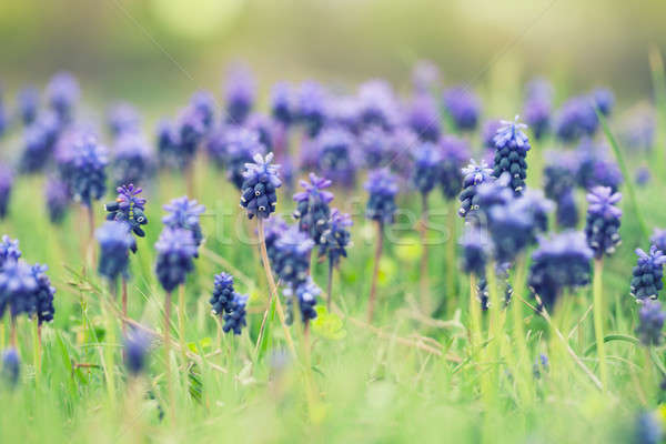 синий гиацинт цветы зеленая трава цветок весны Сток-фото © All32