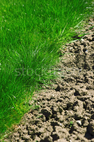 Zöld fű Föld határ fű háttér keret Stock fotó © All32