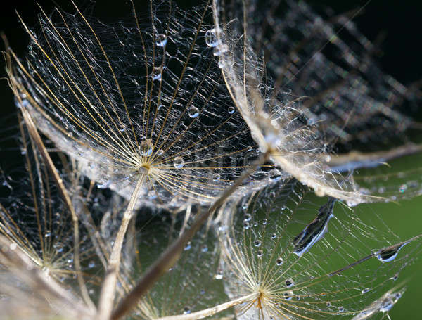 Stock photo: Dandelion seeds with water drops close-up