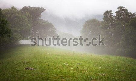Lasu łące mgły drzew drzewo krajobraz Zdjęcia stock © All32