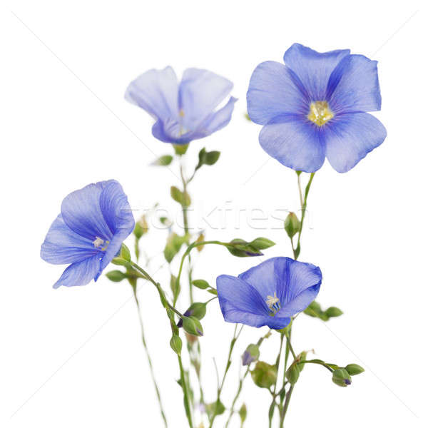 Flowers of flax Stock photo © All32