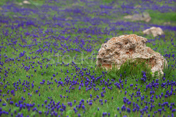 Glade bloemen hyacint groen gras bloem voorjaar Stockfoto © All32
