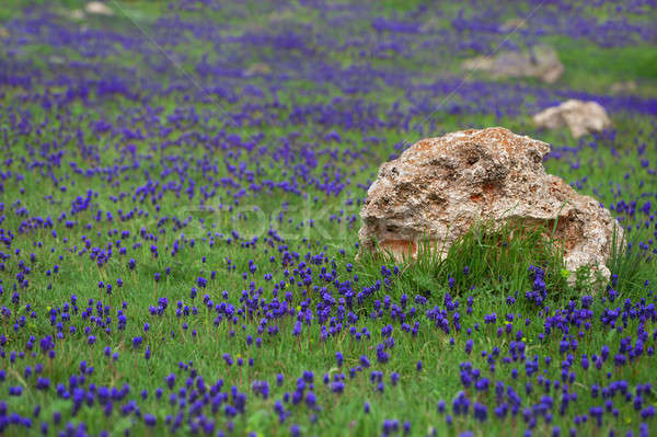 Foto d'archivio: Radura · fiori · giacinto · erba · verde · fiore · primavera