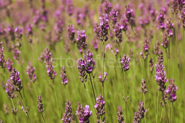 Lavender sprigs on the green Stock photo © All32