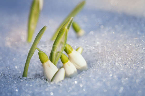 Primo fiore foglia neve verde testa Foto d'archivio © All32