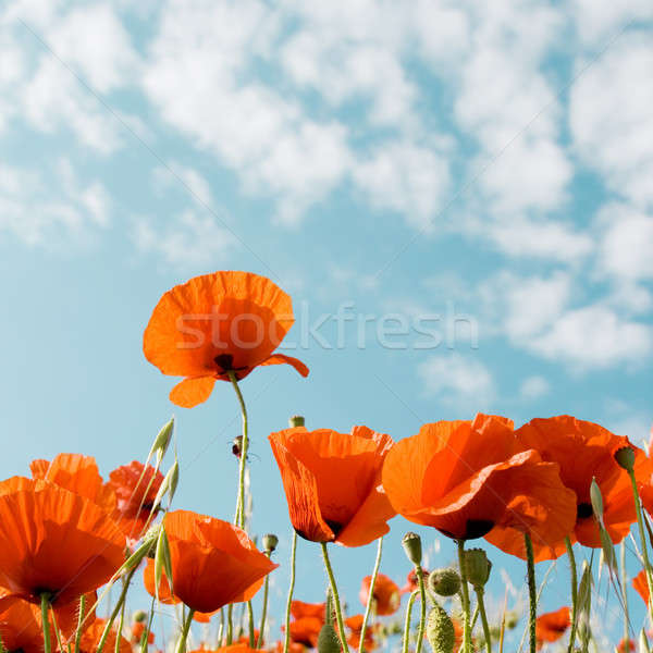 Vermelho blue sky nuvens flor primavera Foto stock © All32