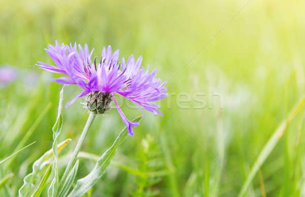 Güzel kır çiçekleri yeşil ot bahar manzara yaz Stok fotoğraf © All32