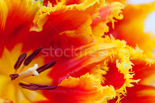 Blütenblätter Tulpe Blume Schönheit Sommer Stock foto © All32