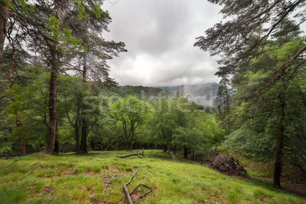 Verde poiana pădure ploaie copac frunze Imagine de stoc © All32