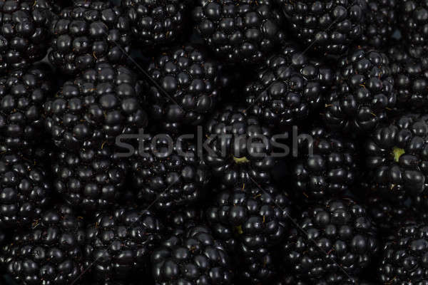 Blackberries  Stock photo © All32