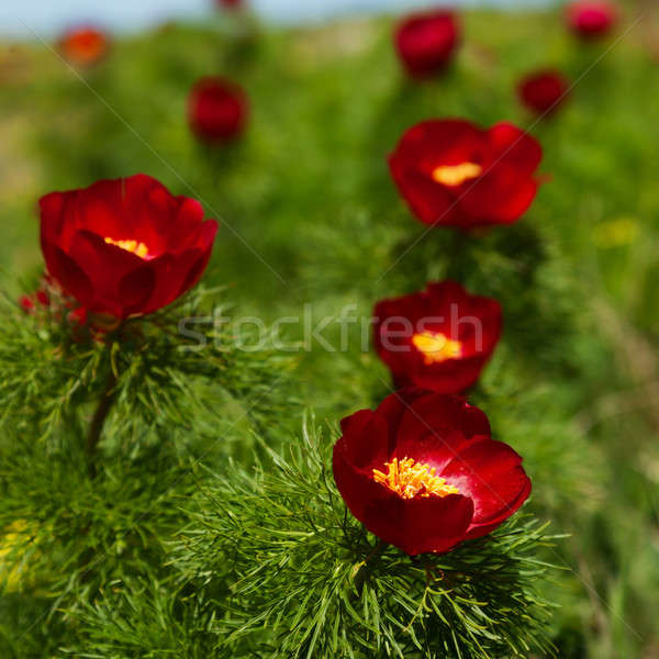 Red mountain peonies Stock photo © All32