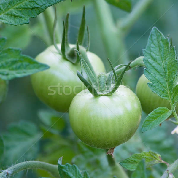 Green tomato Stock photo © All32