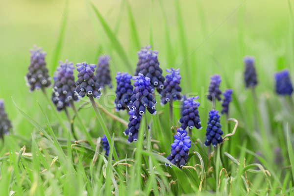 Niebieski hiacynt kwiaty zielona trawa kwiat wiosną Zdjęcia stock © All32