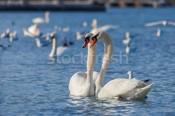 White swans floating on the water Stock photo © All32
