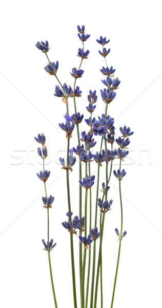 Sprigs of lavender flowers Stock photo © All32