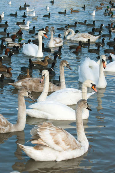 Waterfowl Stock photo © All32