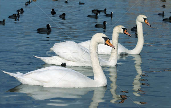 Floating swans. Stock photo © All32