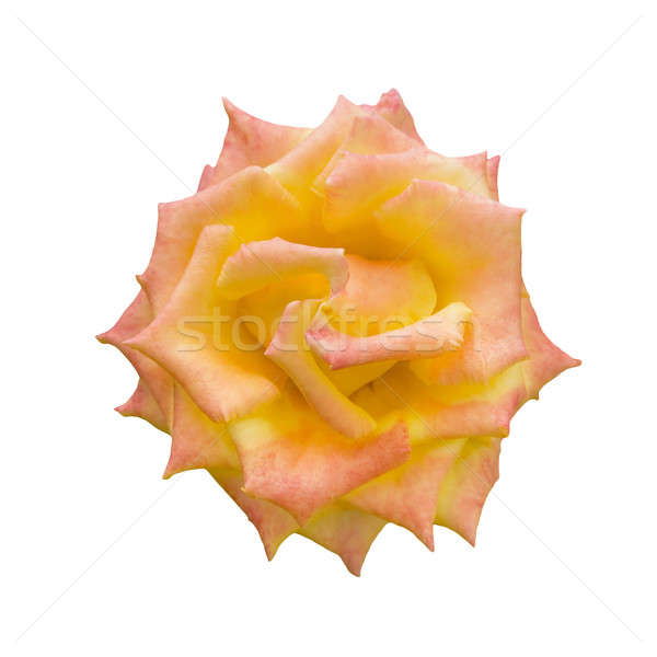 Kinyitott rügy citromsárga rózsák izolált fehér Stock fotó © All32