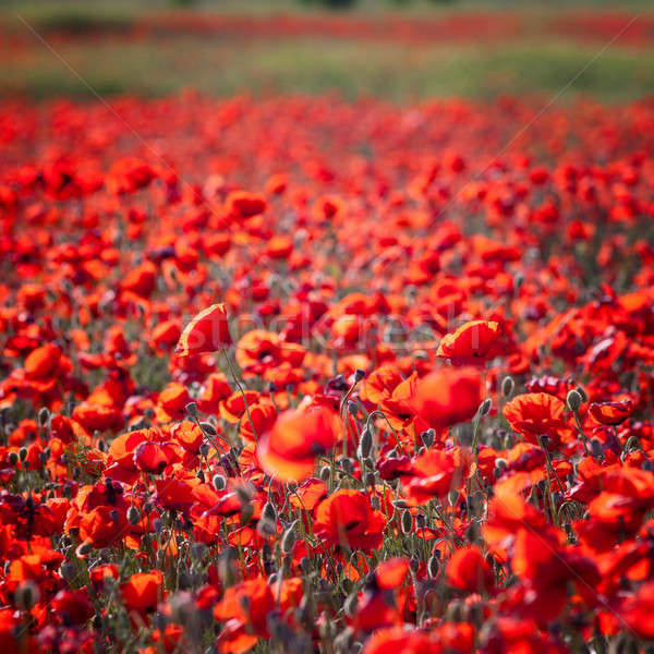 Czerwony maki zielona trawa charakter krajobraz tle Zdjęcia stock © All32