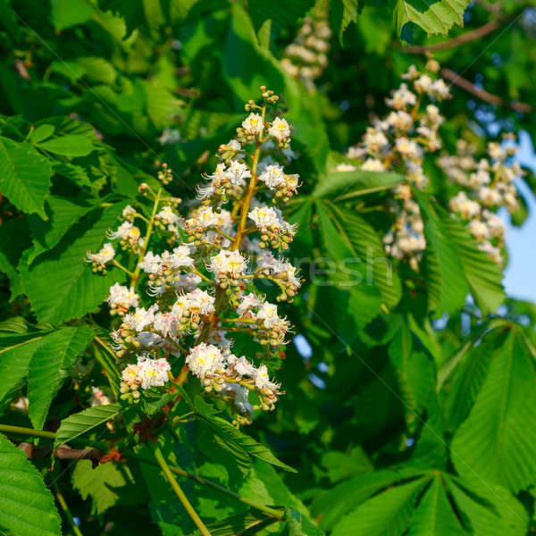 Flowering branches of chestnut Stock photo © All32
