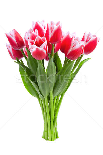 Beautiful red tulips Stock photo © All32