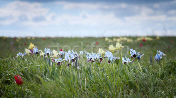 Wild blue iris Stock photo © All32