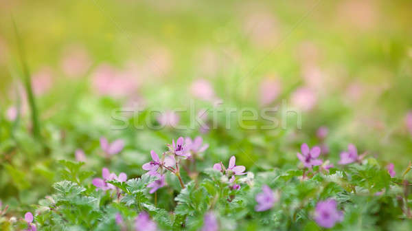 Flori salbatice iarba verde vară verde frumos luncă Imagine de stoc © All32