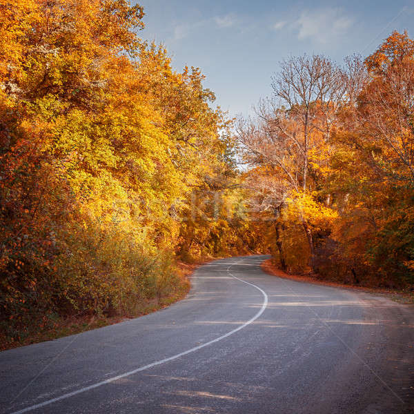 Drogowego jesienią lasu czerwony charakter liści Zdjęcia stock © All32