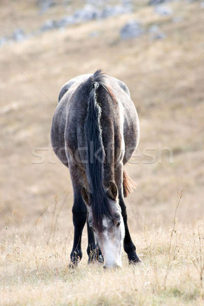 Grey hors Stock photo © All32